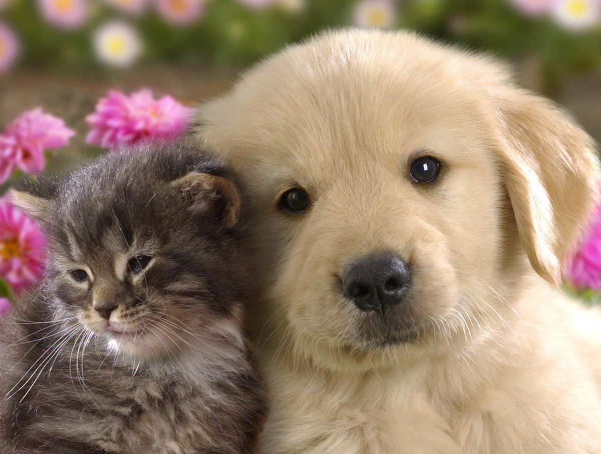 домашние питомцы